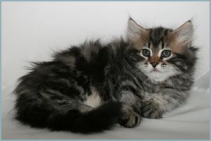 Male Siberian Kitten from Deedlebug Siberians
